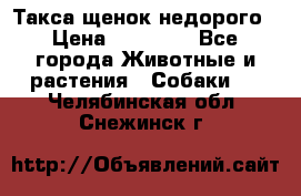 Такса щенок недорого › Цена ­ 15 000 - Все города Животные и растения » Собаки   . Челябинская обл.,Снежинск г.